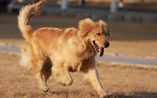 狗狗肺炎的原因症状和预防治疗-第1张图片-狗铺子